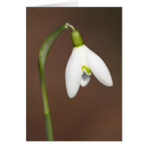 Snowdrop cards
