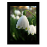 Snowdrop Flower Postcard
