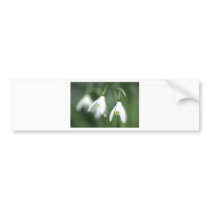 snowdrop, from the flower gift collection bumper sticker
