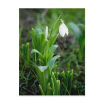 Snowdrop Postcard | Postkarte Schneegloeckchen