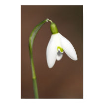 Snowdrop posters