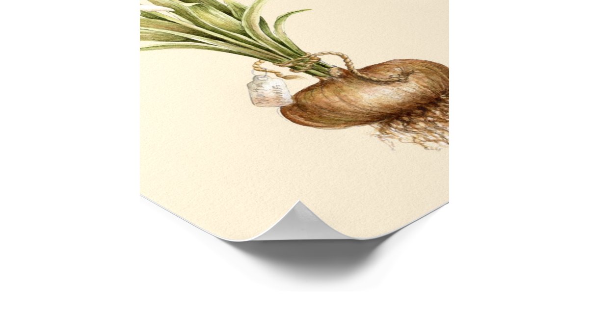 Snowdrop - Poster | Zazzle