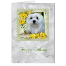 Snowdrop the Maltese Birthday Card cards