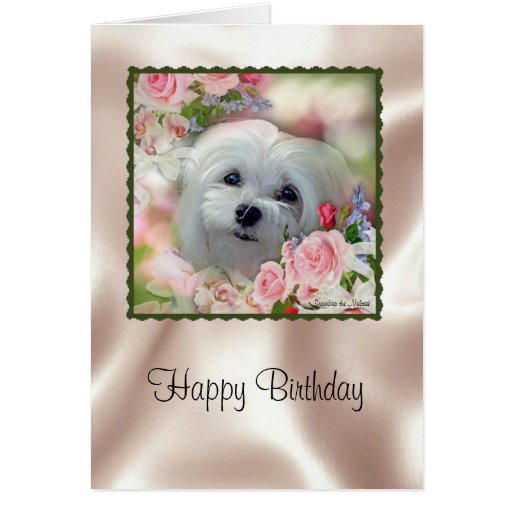 Maltese Birthday Gifts TShirts, Art, Posters & Other Gift Ideas Zazzle