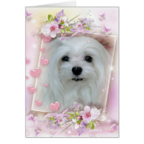 Snowdrop the Maltese Birthday/Greeting Card cards