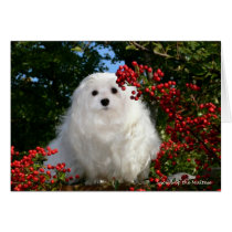 Snowdrop the Maltese Blank Greeting Card cards
