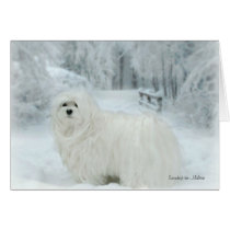 Snowdrop the Maltese Blank Greeting Card cards