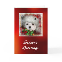 Snowdrop the Maltese Christmas Card
