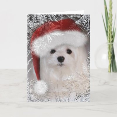 Snowdrop the Maltese Christmas Card