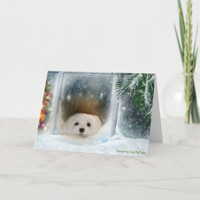 Snowdrop the Maltese Christmas Card