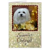 Snowdrop the Maltese Christmas Card cards