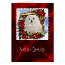 Snowdrop the Maltese Christmas Card cards