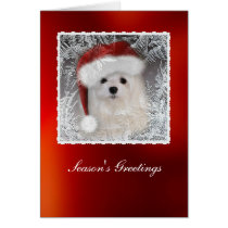 Snowdrop the Maltese Christmas Card cards