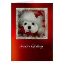Snowdrop the Maltese Christmas Card cards
