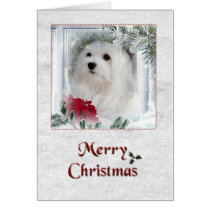 Snowdrop the Maltese Christmas Card cards