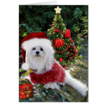 Snowdrop the Maltese Christmas Card cards
