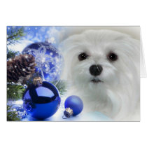 Snowdrop the Maltese Christmas Card cards