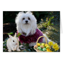 Snowdrop the Maltese Easter Card