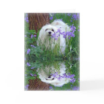 Snowdrop the Maltese Greeting Card
