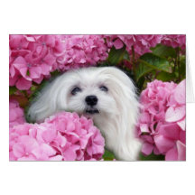 Snowdrop the Maltese Greeting Card