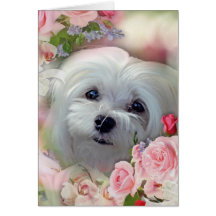 Snowdrop the Maltese Greeting Card