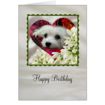 Snowdrop the Maltese Greeting Card