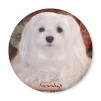 Snowdrop the Maltese magnets