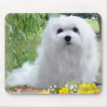 Snowdrop the Maltese Mousepad mousepads