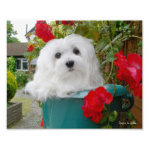 Snowdrop the Maltese Photographic Print photography