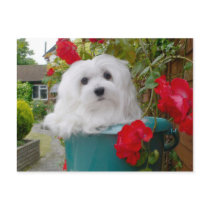 Snowdrop the Maltese Postcard