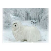 Snowdrop the Maltese Postcard postcards