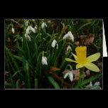 Snowdrops and Daffodil Blank Card