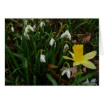 Snowdrops and Daffodil Blank Card