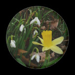 Snowdrops and Daffodil Magnet