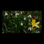 Snowdrops and Daffodil Print