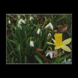 Snowdrops and Daffodils Postcard