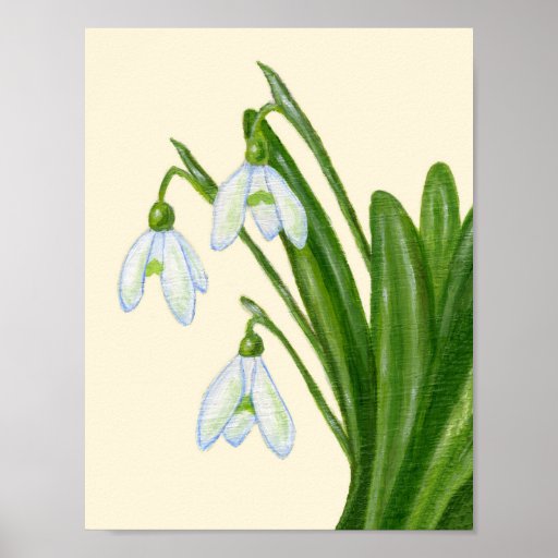 Snowdrops art print. poster | Zazzle