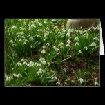Snowdrops Card
