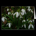 Snowdrops Card
