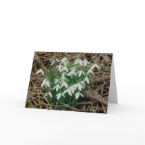 Snowdrops Card
