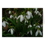 Snowdrops Card