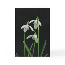 Snowdrops greeting card cards