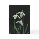 Snowdrops greeting card by Thorninger Snowdrops greeting card