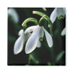 Snowdrops Refrigerator Magnet