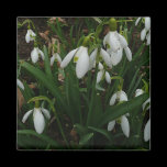 Snowdrops Magnet