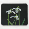 Snowdrops mousepad by Thorninger Snowdrops mousepad
