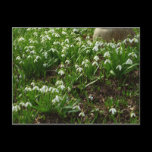 Snowdrops Postcard