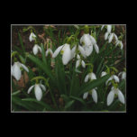 Snowdrops Postcard
