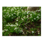 Snowdrops Postcard