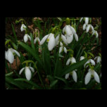 Snowdrops Print
